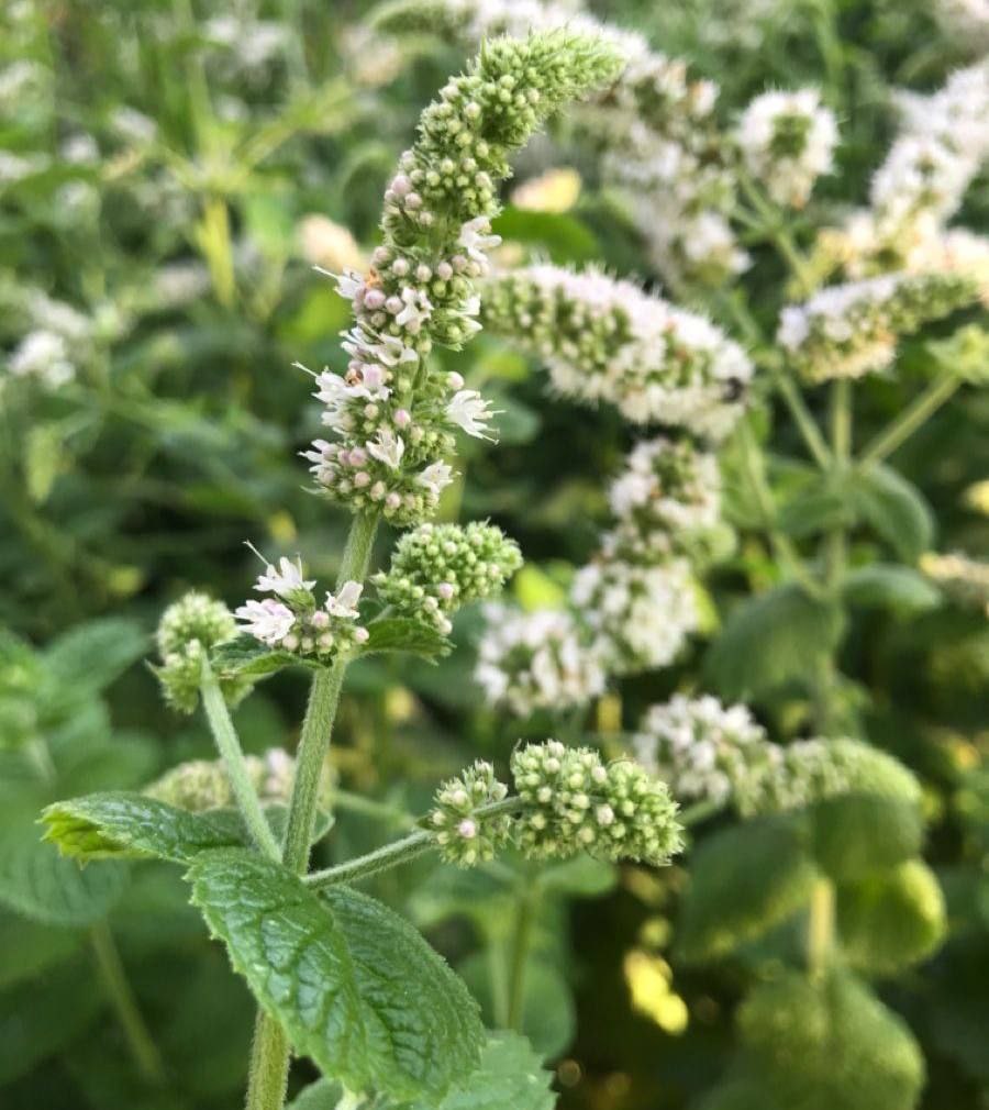 Melisa dla układu nerwowego